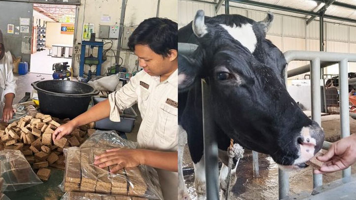 Lactowaf, Inovasi Pakan Wafer dari Mahasiswa IPB yang Dongkrak Produksi Susu Sapi
