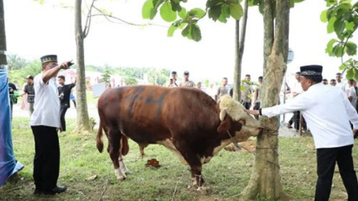 Kapolda Sumut Serahkan Bantuan Hewan Kurban Untuk Umat Islam di Taput