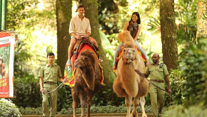 Nikmati Pengalaman Unik Menunggang Onta dan Kuliner di Taman Safari Bogor, Berasa Liburan di Timur Tengah!