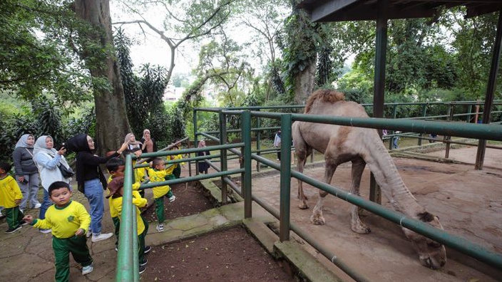 Bandung Zoo Masih Tanpa Pengelola, Farhan Ultimatum 5 Mei: Gagal Lelang, Pemerintah Ambil Alih