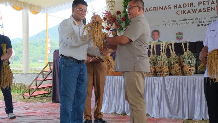 Wagub Jabar Panen Perdana Padi Cikawasen di Ciamis, Dorong Swasembada Pangan