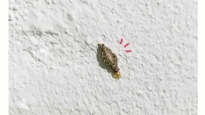Kamitetep di Rumah Bikin Risih? Kenali Penyebab, Cara Membasmi, dan Mencegah Agar Tidak Datang Lagi