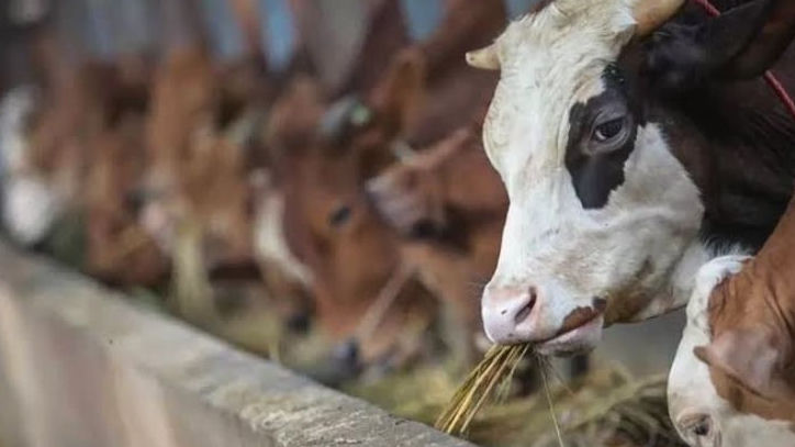 7 Hikmah dan Manfaat Berkurban saat Idul Adha, Tak Sekadar Berbagi Daging