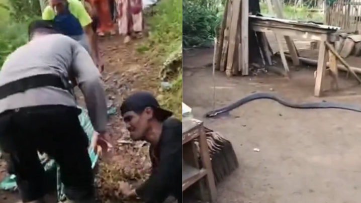 Warga di Sukabumi Tewas Digigit King Kobra, Korban Sempat Lawan Hingga Bunuh Ular