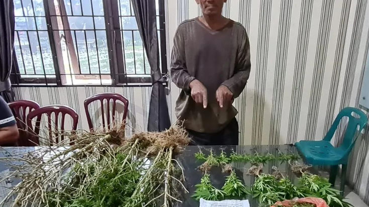 Polres Tanah Karo Mengamankan Ladang Ganja di Bukit