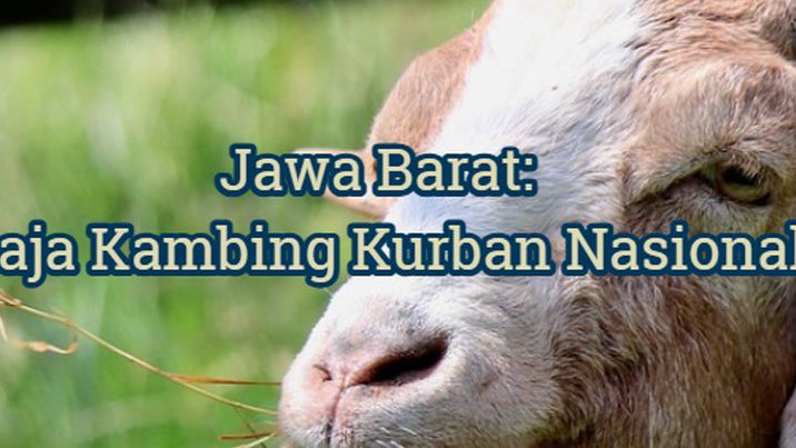 Bukan Main-main! Ini Dia Provinsi Penyuplai Kambing Kurban Idul Adha Terbesar di Indonesia: Jawa Barat Juaranya!