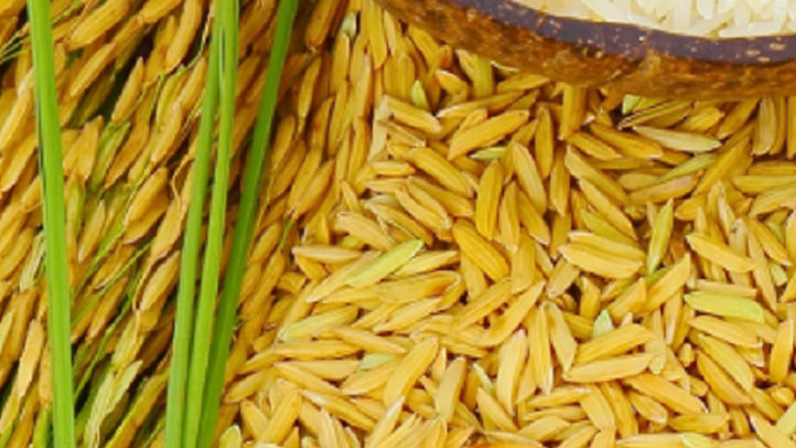 Harga Gabah Jatuh, Petani Kalimantan Selatan Kesulitan Akses BULOG. Begini Penjelasan Mentan Amran Sulaiman