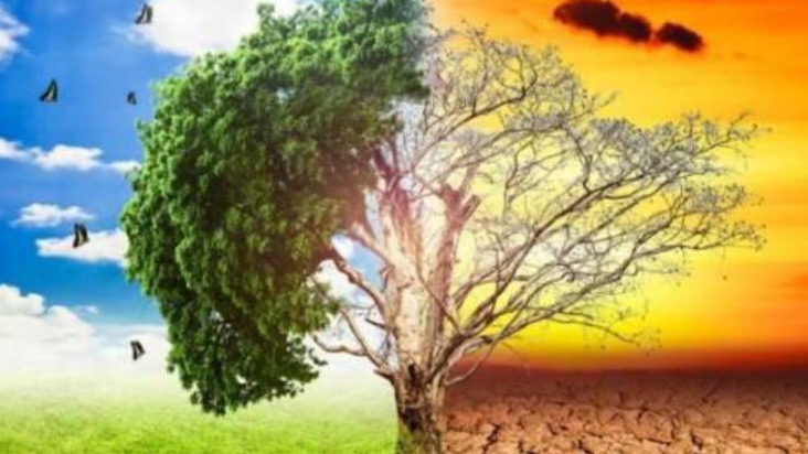 Upaya Mitigasi Perubahan Iklim, Dirjen PSKL Tanam 308 Ha Lahan Bekas Kebakaran Hutan di Jambi