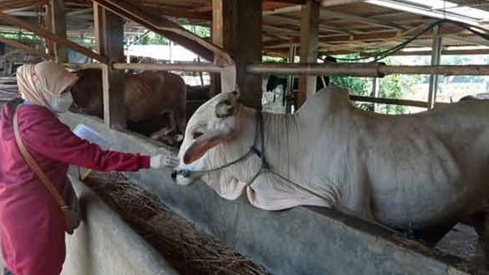 Memaknai Hewan Kurban Sebagai Sarana 'Kendaraan' Akhirat di Hari Raya Idul Adha