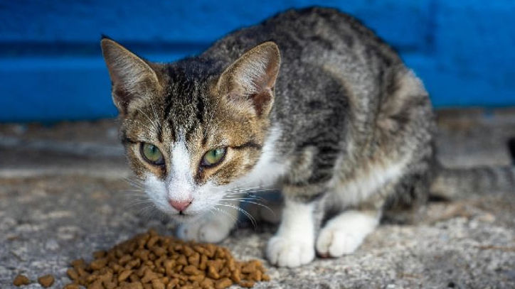 Pemilik Kucing Wajib Tahu! Daftar Makanan yang Aman dan Tidak Boleh Diberikan ke Kucing
