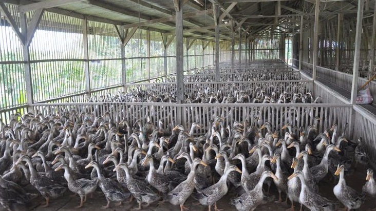 Dinas Pertanian Karawang Kembangkan Kolaborasi untuk Tingkatkan Produktivitas Peternakan Bebek