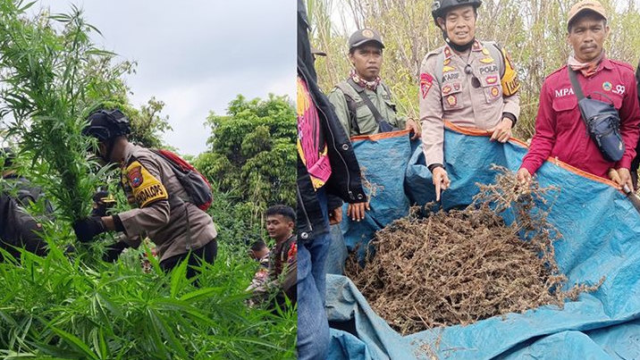 HEBOH Ladang Ganja di Bromo, Diketahui Drone Pengunjung, TNBTS Pastikan di Luar Jalur Wisata, Polisi Tetapkan Empat Tersangka