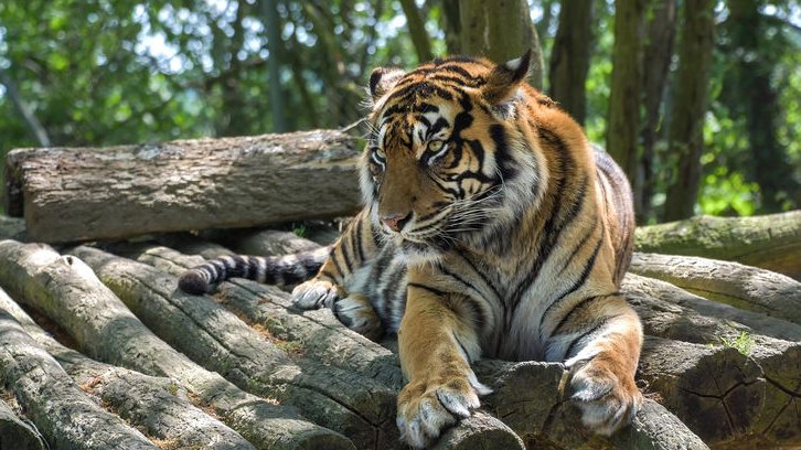 Nasib Harimau Sumatera yang Berada di Ambang Kepunahan