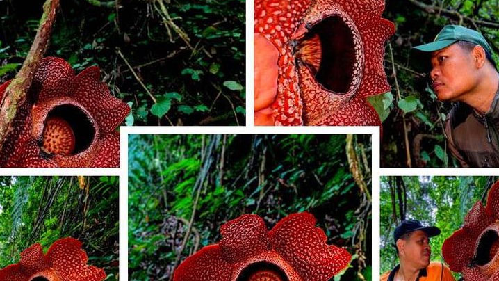 Peneliti BRIN Pastikan Genetik Rafflesia Tetap di Indonesia, Temuan Baru Rafflesia Hasseltii Bikin Haru