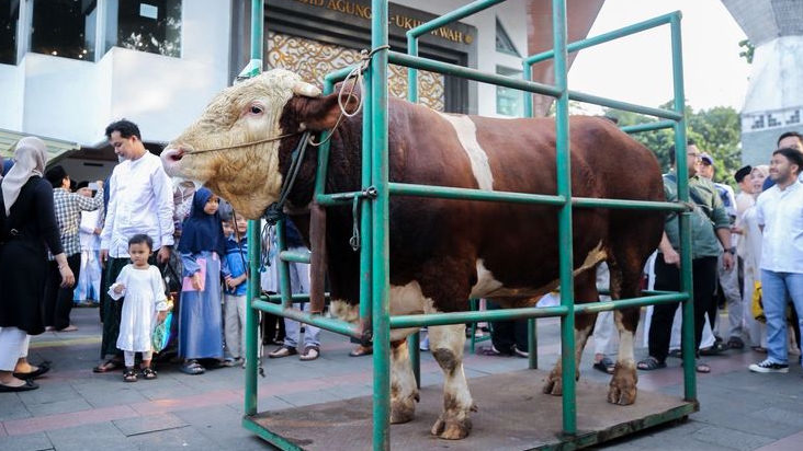 Sapi Kurban 1,25 Ton dari Prabowo Diserahkan di Bandung, 'Sheva' Jadi Sorotan Iduladha