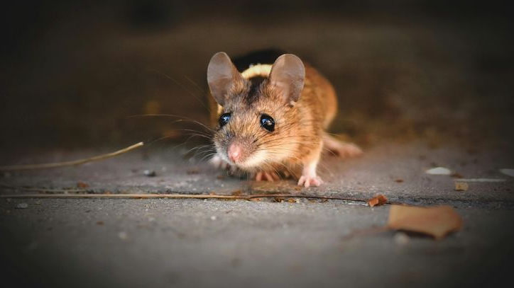 Kasus Hantavirus Muncul di Jakarta, Dinkes Minta Warga Jangan Asal Bersihkan Kotoran Tikus