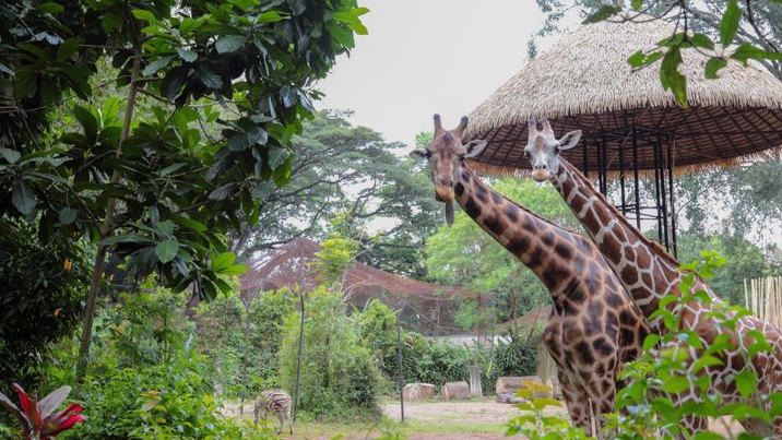 85 Lembaga Rebut Kelola Bandung Zoo, Pemkot Targetkan Kandidat Terpilih Akhir April