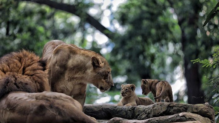 Farhan Pastikan Pemenang Pengelola Bandung Zoo Diumumkan Juni 2026
