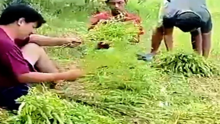 Dari Lahan Mati ke Ladang Emas: Karangsuwung Menyalakan Obor Ekonomi Lewat Sereh Dapur