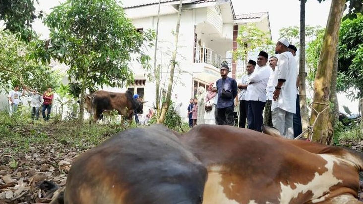 Bupati Sergai Darma Wijaya Kurbankan 100 Ekor Lembu dan 2 Kambing Pada Idul Adha 2023