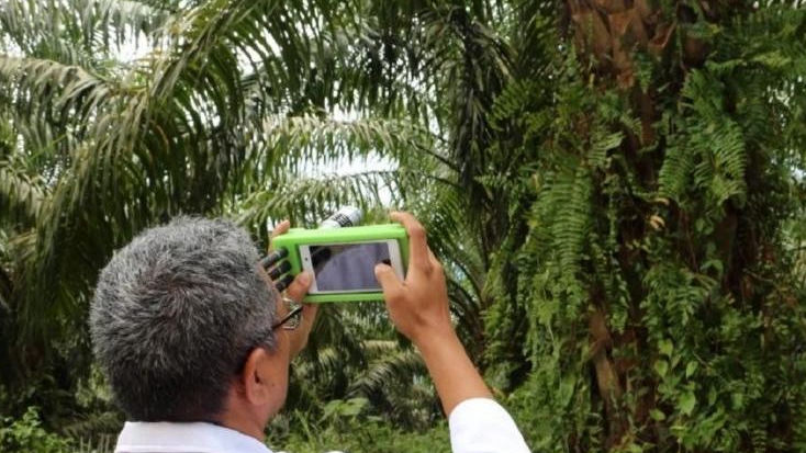 Inovasi Sensor Buah Sawit UNAND, Teknologi Cerdas Penentu Kematangan Buah di Pohon