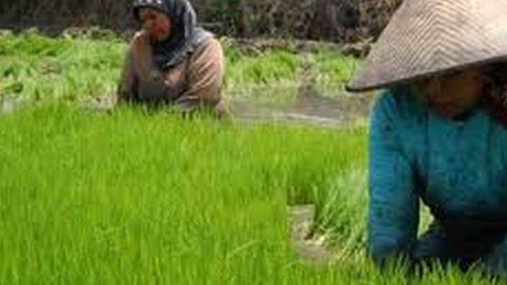 Komisi I DPR RI Sebut Indonesia Semestinya Canangkan Kedaulatan Pangan