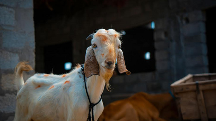 Cek Sebelum Beli! Ini Ciri-ciri Hewan Qurban yang Sehat dan Layak Disembelih