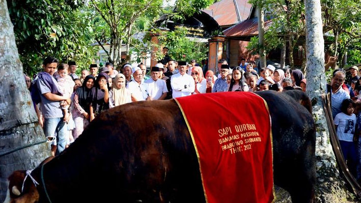 Sapi Simental Presiden Prabowo Dipotong di Kampung Halaman Gubernur Bobby Nasution dan Bupati Madina