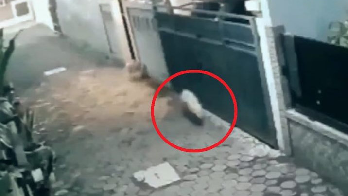 Cek Fakta Video Viral Babi Ngepet Berkeliaran di Pondok Aren Tangsel, Ternyata Anjing Lepas