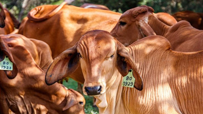 Bolehkah Potong Kuku dan Rambut Sebelum Kurban? Ini Penjelasan Ulama yang Ramai Dibahas di Medsos