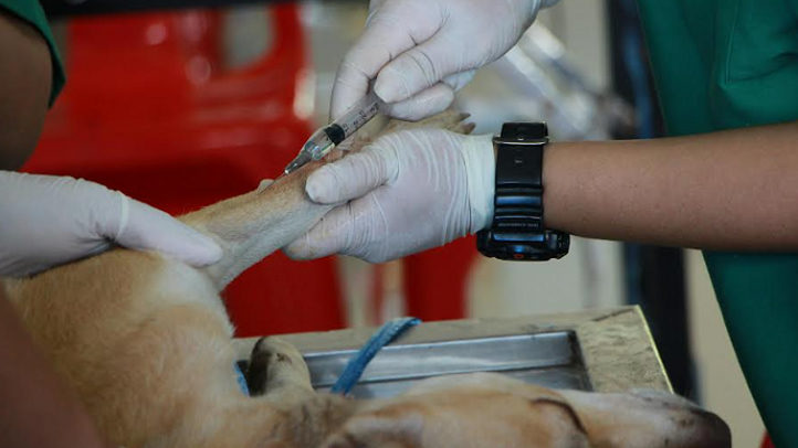 Hati-hati! Hewan Peliharaan Bisa Terkena Rabies, Kenali Tanda-tandanya Sejak Awal