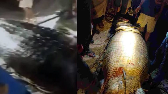 Ada Videonya, Momen Penangkapan Buaya Besar Pemakan Warga Sangkulirang, Potongan Tubuh dalam Perut Buaya