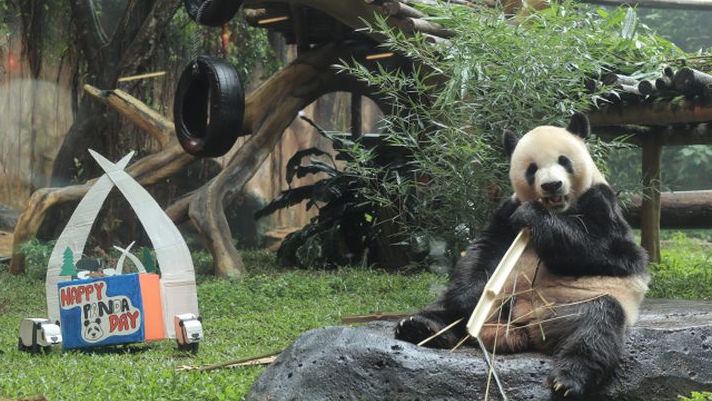 Hari Panda Sedunia: Taman Safari Bogor Gelar Event Edukasi dan Pertunjukan Seru