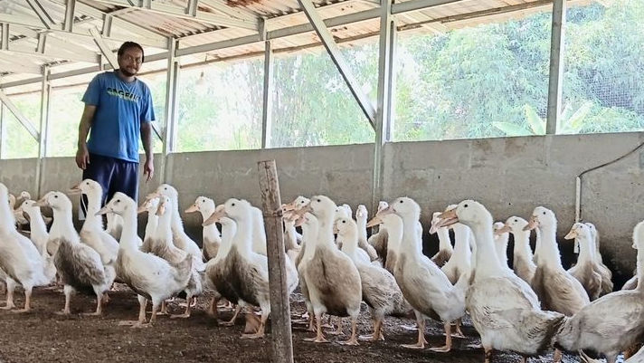 Libatkan Warga, Kodim 0604 Karawang Kembangkan Budidaya Bebek Peking untuk Ketahanan Pangan