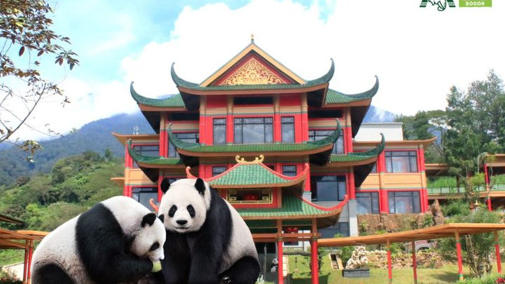 Serasa Liburan di Tiongkok! Yuk, Kunjungi Cai Tao dan Hu Chun di Istana Panda Taman Safari Bogor