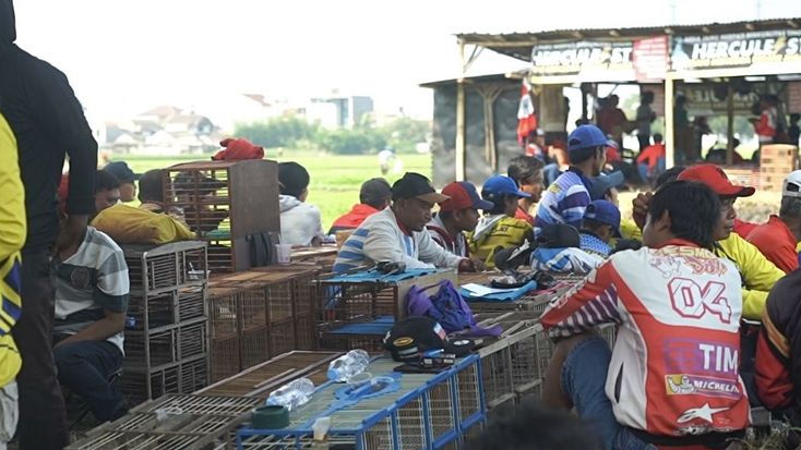Ganjar Muda Padjajaran Gelar Lomba Burung Merpati di Bandung