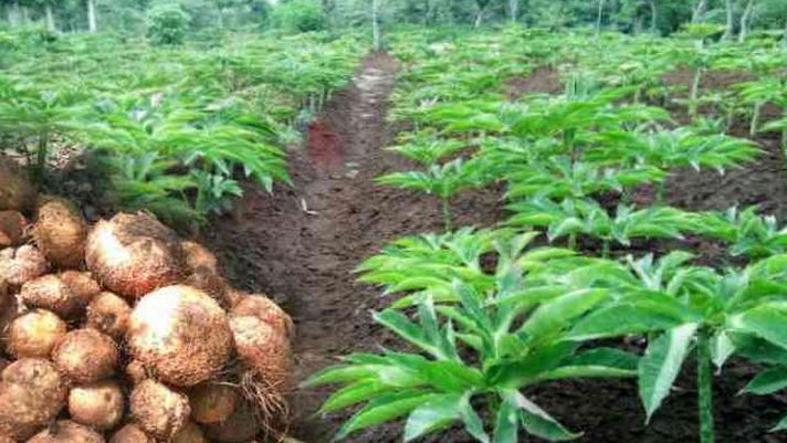 Para Petani Menjerit, KPK Diminta Turun Tangan Kawal Kebijakan Komoditas Porang