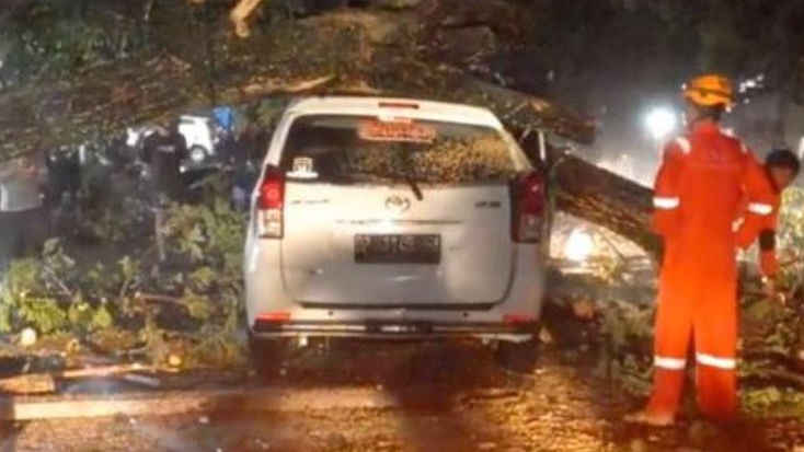 Majelis Hakim Menangkan Gugatan Korban Pohon Tumbang, Pemkot Palopo Wajib Bayar Rp53 Juta