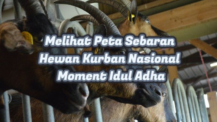 Menjelang Iduladha: Menguak Pusat Populasi Hewan Kurban Terbesar di Indonesia, Pulau Jawa Mendominasi!