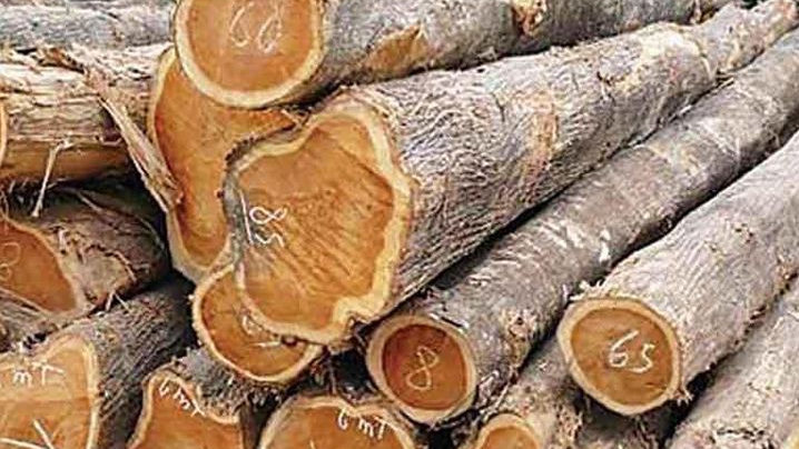 5 Jenis Pohon Termahal di Indonesia, Nilai Jualnya Selangit
