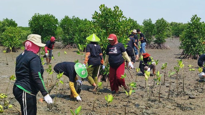Terinspirasi Sosok Ganjar, GMP Sabuk Hijau Tanam 1.000 Bibit Mangrove di Pantai Tiris