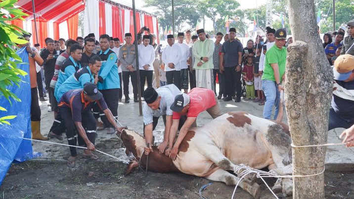 Perayaan Idul Adha 2023, Pemko Medan Sembelih 104 Hewan Kurban