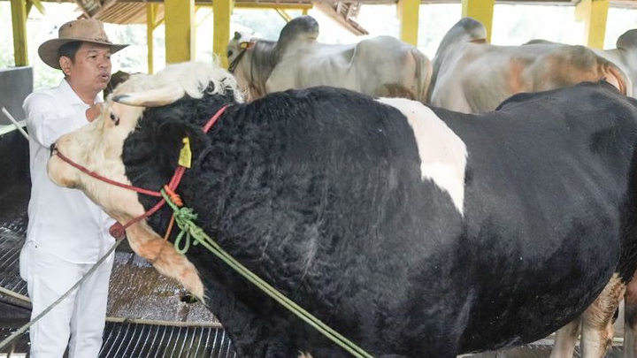Dedi Mulyadi Bakal Kurban Sapi Seberat Satu Ton