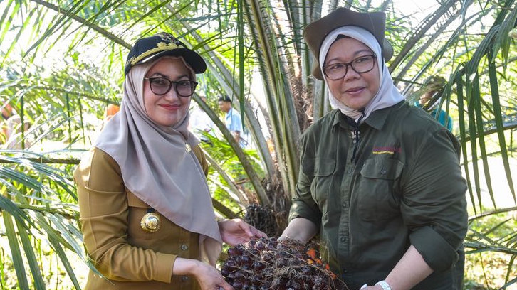 Indah Putri Indriani Panen Kelapa Sawit Sambil Halalbihalal