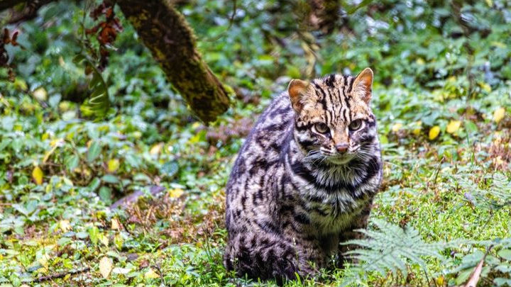 Kucing Hutan Boleh Dipelihara? Ini Aturan Hukum dan Risikonya di Indonesia
