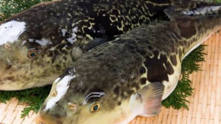 Konsumsi Ikan Buntal, Ibu dan 2 Anak Balitanya Tewas, Polisi Sebut Jika Ikan Fugu Ini Sangat Beracun