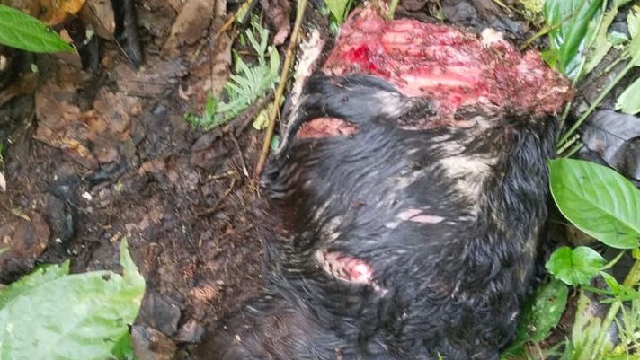 Harimau Sumatera Mengaum, Mangsa 2 Ekor Kambing di Tambangan, Warga Tak Berani ke Ladang