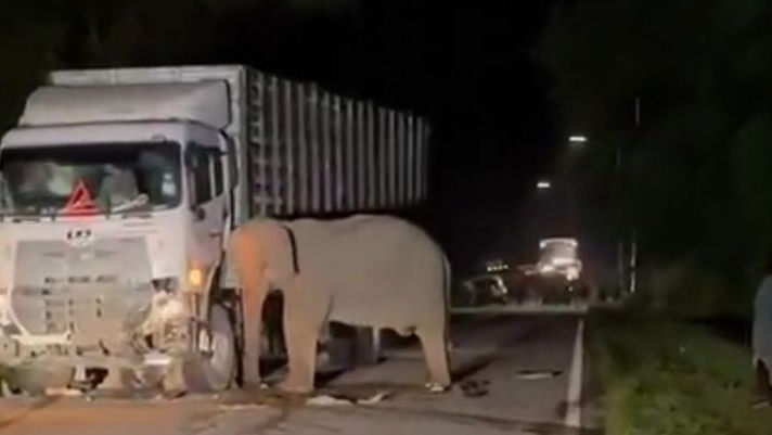 Viral, Momen Haru Induk Gajah Dorong Truk yang Tewaskan Anaknya, Benarkah Gajah Menangis? Ini Fakta Emosi dan Kesedihan Gajah