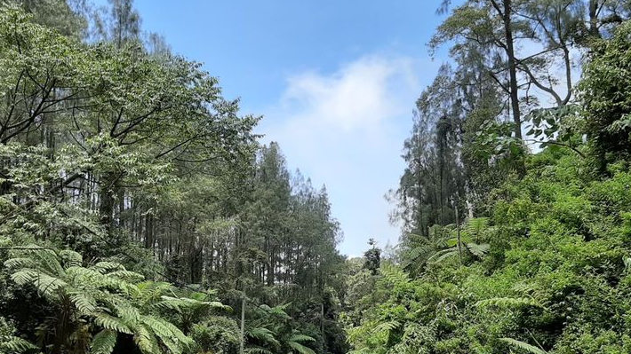 Dosen FMIPA UNEJ Temukan Tanaman Zaman Prasejarah 65 Juta Tahun lalu di Banyuwangi, Seperti Masuk Hutan Era Dinosaurus