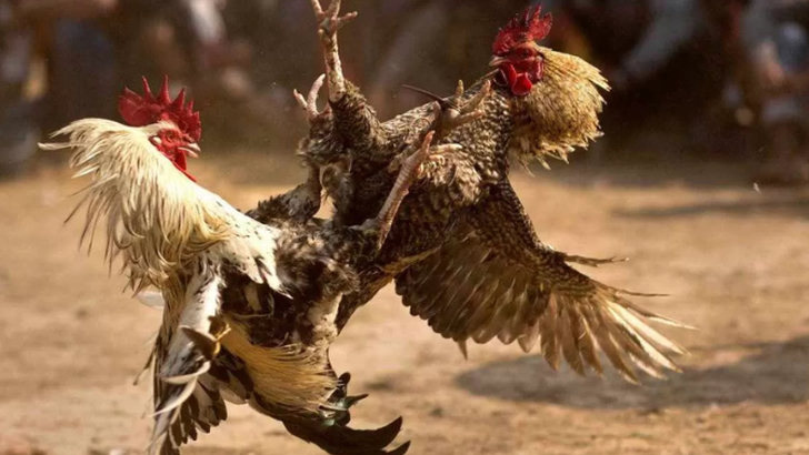 Kronologi Kasus Pajar Prianto, Anggota DPRD Asahan Ditangkap Polisi Usai Terciduk Gelar Judi Sabung Ayam di Rumah